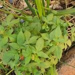 Astraea lobata Leaf