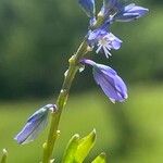 Polygala amarella Flor