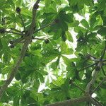 Cussonia brieyi Folha