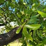 Quercus laurifolia Blad