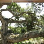 Quercus agrifolia Otro