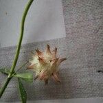 Trifolium resupinatum Плід