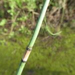 Equisetum ramosissimum പുറംതൊലി