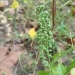 Chenopodium album Flower