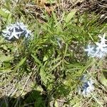 Amsonia ciliata Buveinė