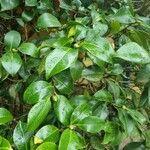 Camellia oleifera পাতা