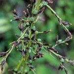 Scleria gaertneri Flower