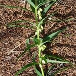 Polygonatum verticillatum ശീലം