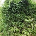 Pseudosasa japonica 樹皮