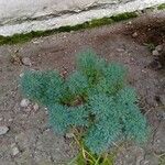 Artemisia arborescens 葉