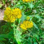 Senecio ovatusFlower