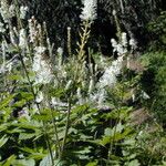 Actaea elata موطن