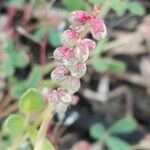 Melilotus spicatus Flower