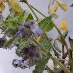 Marsypianthes chamaedrys Flor
