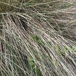 Muhlenbergia lindheimeri 葉