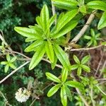 Rhododendron trichostomum Hoja