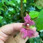 Dalechampia aristolochiifolia Flor