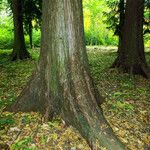 Thuja plicata Rusca