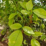 Aegle marmelos Hoja