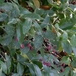 Rubus questieri Habit