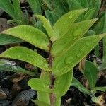 Epidendrum spp. Leaf