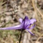 Delphinium gracile 花