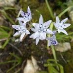 Scilla verna 花