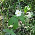 Anemone canadensisKvět