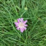 Knautia arvensisFlower