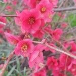 Chaenomeles japonica Çiçek