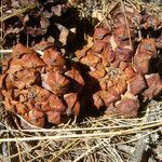 Pinus cembroides Fruit