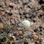 Chaenactis carphoclinia Blüte