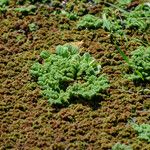 Azolla nilotica Συνήθη χαρακτηριστικά