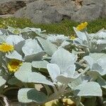 Senecio candidans Hostoa