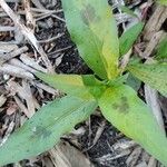 Polygonum lapathifolium Hoja