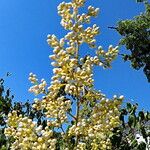 Sorbaria sorbifolia Blüte