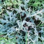 Eryngium bourgatiiᱥᱟᱠᱟᱢ