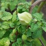 Physalis pruinosa Fruto