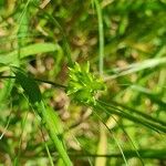 Carex pallescens Frukt