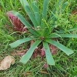 Ammocharis tinneana Λουλούδι