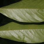 Inga acrocephala Leaf