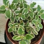 Coleus madagascariensis Leaf