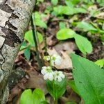 Pyrola elliptica Цветок