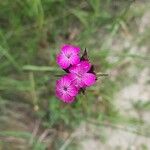 Dianthus carthusianorumKvět