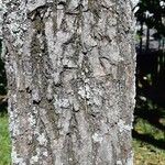 Handroanthus albus Bark
