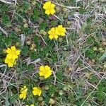 Potentilla verna Hàbitat