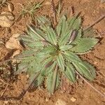 Plantago serraria Altul/Alta