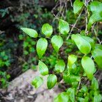 Asparagus asparagoides Blatt