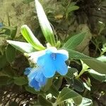 Glandora oleifolia Flower