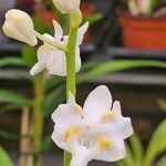 Phalaenopsis pulcherrima പുഷ്പം